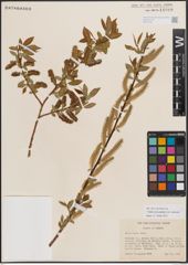 Foto von Salix eriocephala var. watsonii (Bebb) Dorn